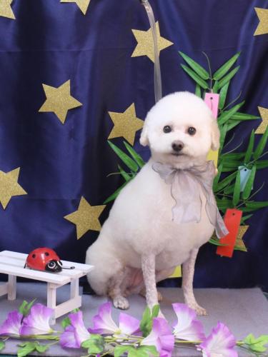 20230709MAPLEちゃん